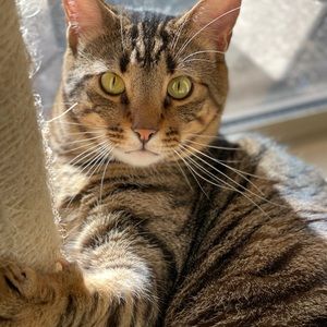 I’m a International model